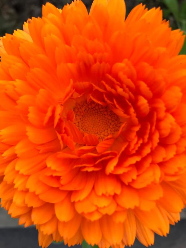 Calendula Flower Essence Flower Essence Communication