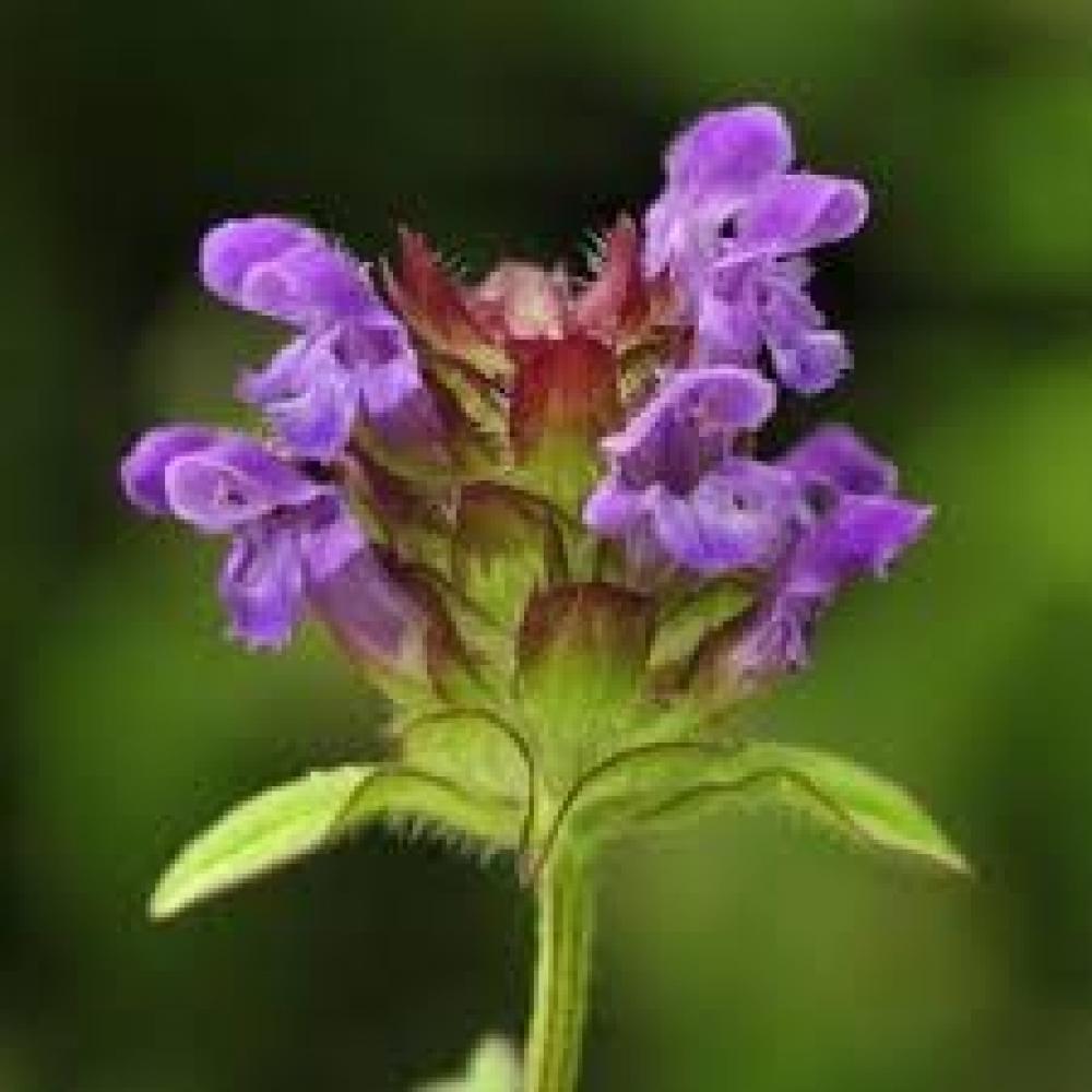Wild Flower Conservation Project - 