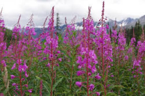 Fireweed Essence Preparation Sun Water Method 