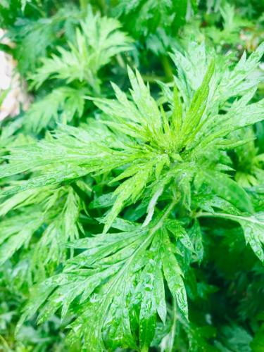 Magical Mugwort